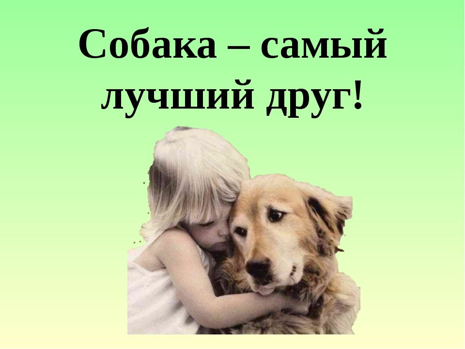 Наш верный друг.